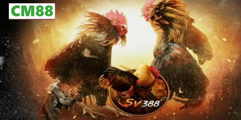 Bí quyết nâng cao tỷ lệ thắng khi chơi đá gà SV388