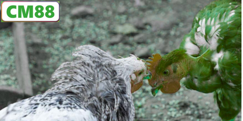 Cách Tham Gia Đá Gà CM88 Nhanh Chóng và An Toàn