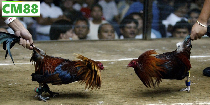 Giao diện đăng nhập và xem live Đá gà C5